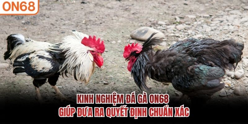 Kinh nghiệm đá gà ON68 giúp đưa ra quyết định chuẩn xác