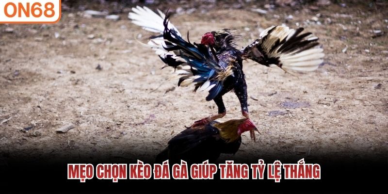 Mẹo chọn k&egrave;o đ&aacute; g&agrave; gi&uacute;p tăng tỷ lệ thắng