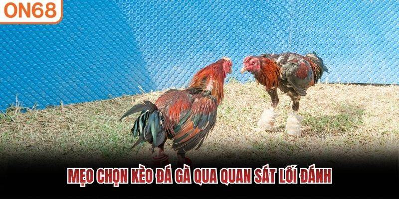 Mẹo chọn k&egrave;o đ&aacute; g&agrave; qua quan s&aacute;t lối đ&aacute;nh