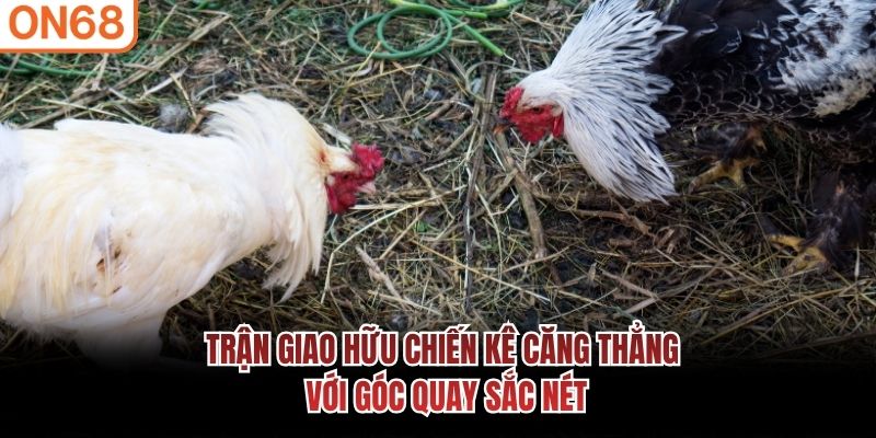 Trận giao hữu chiến kê căng thẳng với góc quay sắc nét