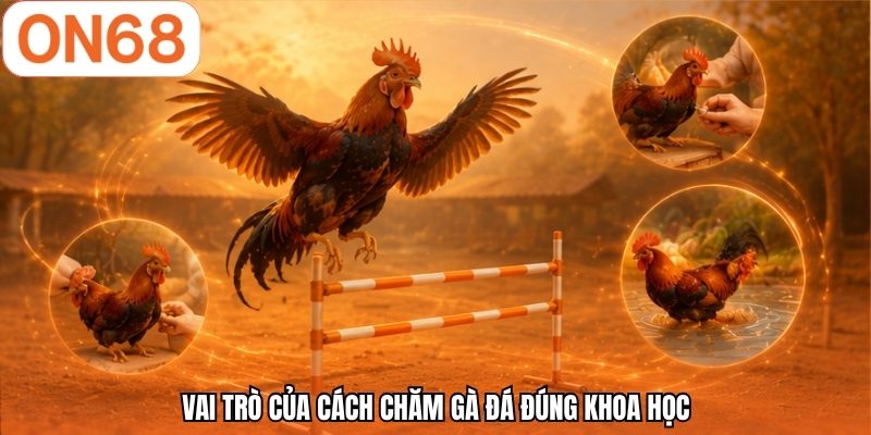 Vai trò của cách chăm gà đá đúng khoa học