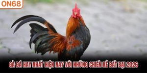 Gà Đá Hay Nhất Hiện Nay