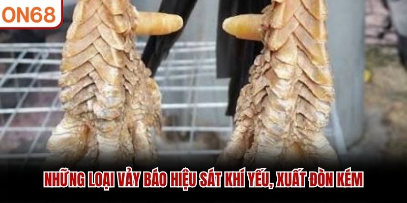 Những loại vảy báo hiệu sát khí yếu, xuất đòn kém
